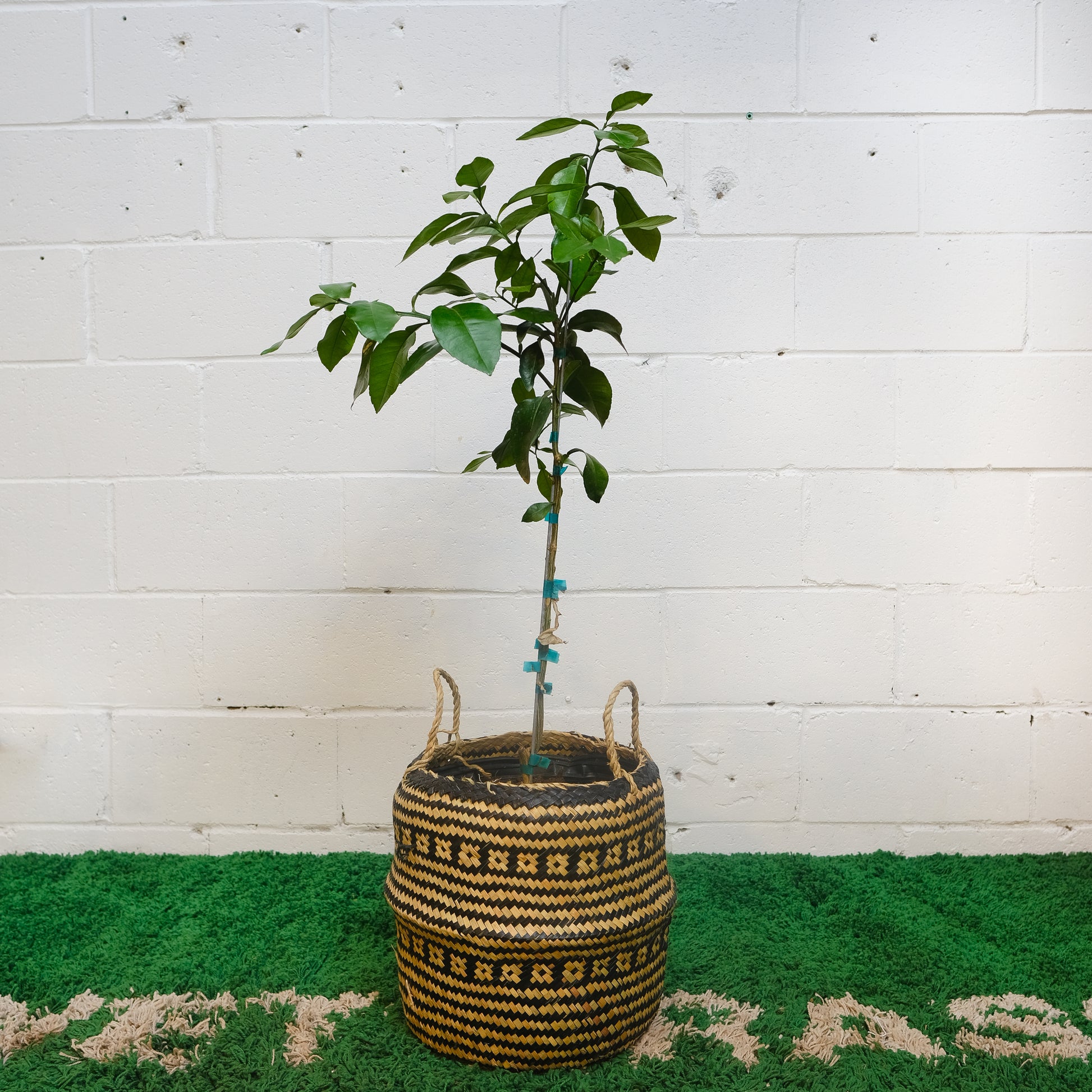 grapefruit plant indoors Grapefruit Tree: Citrus Paradisi - 12" Pot