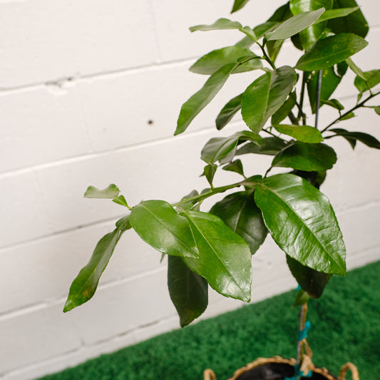 Grapefruit Tree (Citrus × paradisi) in a 12 inch pot. Indoor plant for sale by Promise Supply for delivery and pickup in Toronto