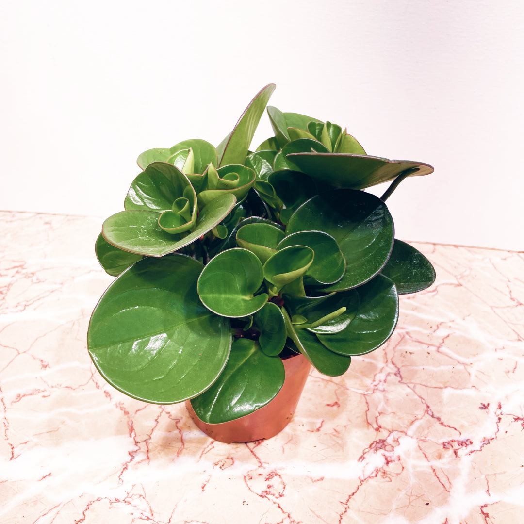Green Baby Rubber Plant (Peperomia obtusifolia) in a 5 inch pot. Indoor plant for sale by Promise Supply for delivery and pickup in Toronto