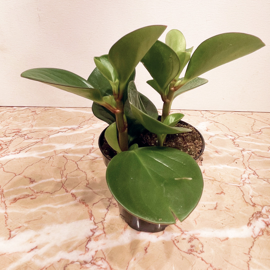 Green Baby Rubber Plant (Peperomia obtusifolia) in a 4 inch pot. Indoor plant for sale by Promise Supply for delivery and pickup in Toronto