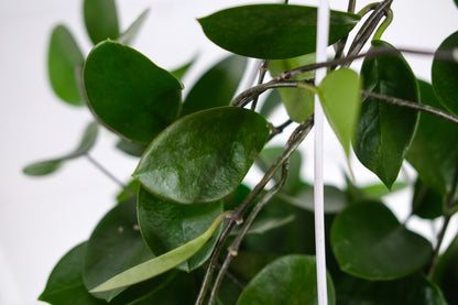 Wax Vine (Hoya australis) in a 8 inch pot. Indoor plant for sale by Promise Supply for delivery and pickup in Toronto