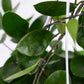 Wax Vine (Hoya australis) in a 10 inch pot. Indoor plant for sale by Promise Supply for delivery and pickup in Toronto