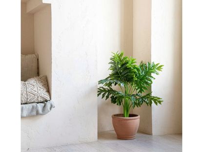 Wide Natural Clay Planter with Drainage and Tray