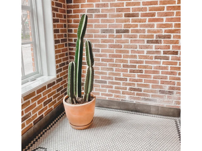 Plain and Simple Clay Planter with Drainage and Tray