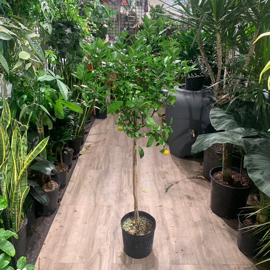 Calamansi/Calamondin Plant (Citrofortunella microcarpa) in a 10 inch pot. Indoor plant for sale by Promise Supply for delivery and pickup in Toronto