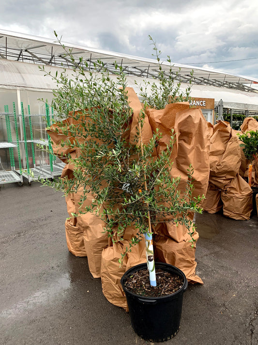 Olive Tree (Olea europaea 'Arbequina') in a 18 inch pot. Indoor plant for sale by Promise Supply for delivery and pickup in Toronto