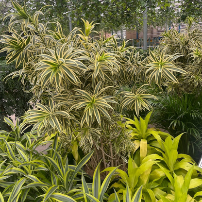 Medusa Dracaena (Dracaena reflexa) in a 17 inch pot. Indoor plant for sale by Promise Supply for delivery and pickup in Toronto