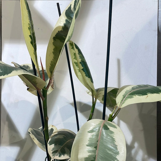 Tineke Rubber Plant (Ficus elastica) in a 8 inch pot. Indoor plant for sale by Promise Supply for delivery and pickup in Toronto