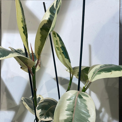 Tineke Rubber Plant (Ficus elastica) in a 8 inch pot. Indoor plant for sale by Promise Supply for delivery and pickup in Toronto