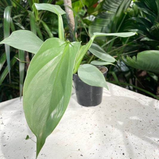 Silver Sword Philo (Philodendron) in a 4 inch pot. Indoor plant for sale by Promise Supply for delivery and pickup in Toronto