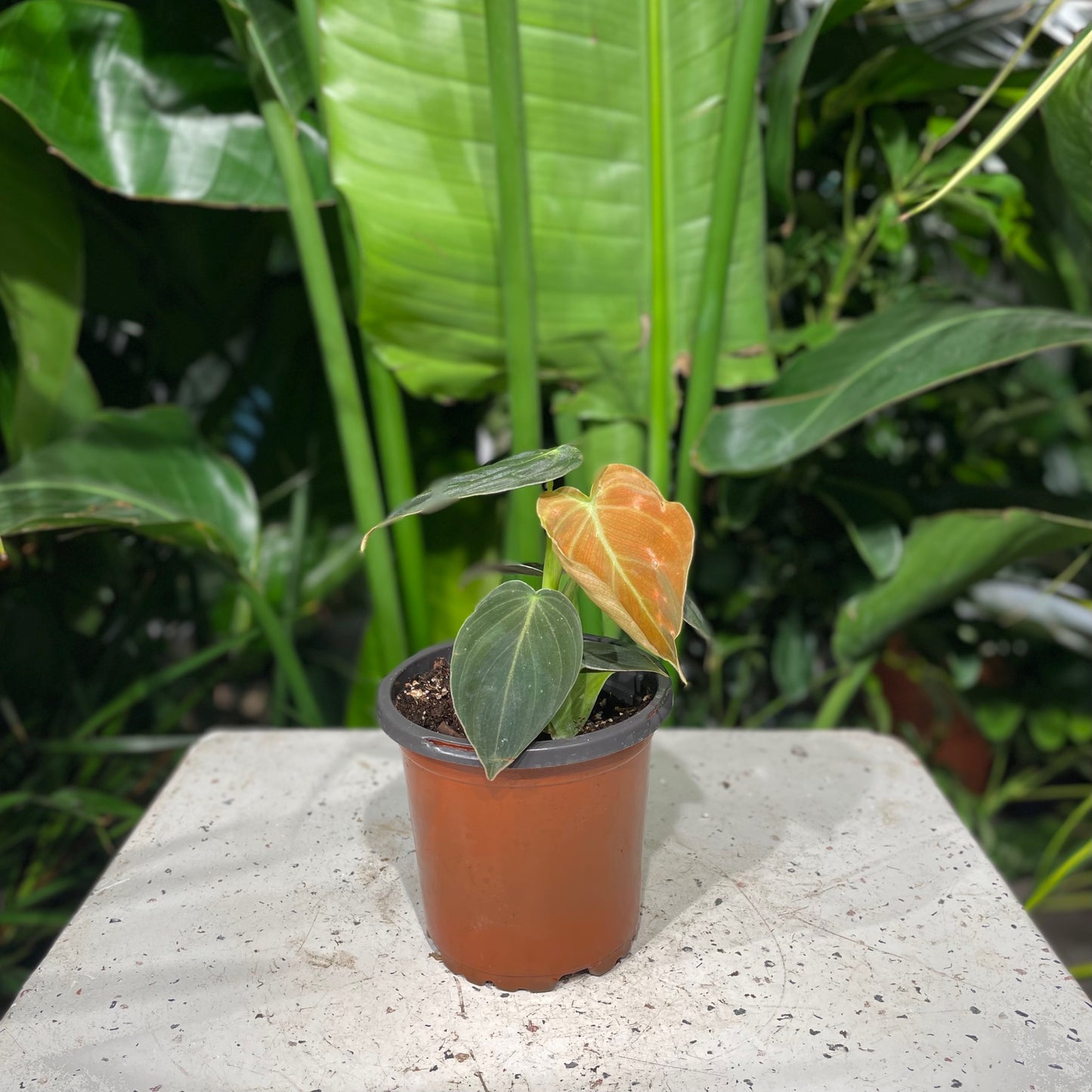 Philo melanochrysum (Philodendron micans) in a 4 inch pot. Indoor plant for sale by Promise Supply for delivery and pickup in Toronto