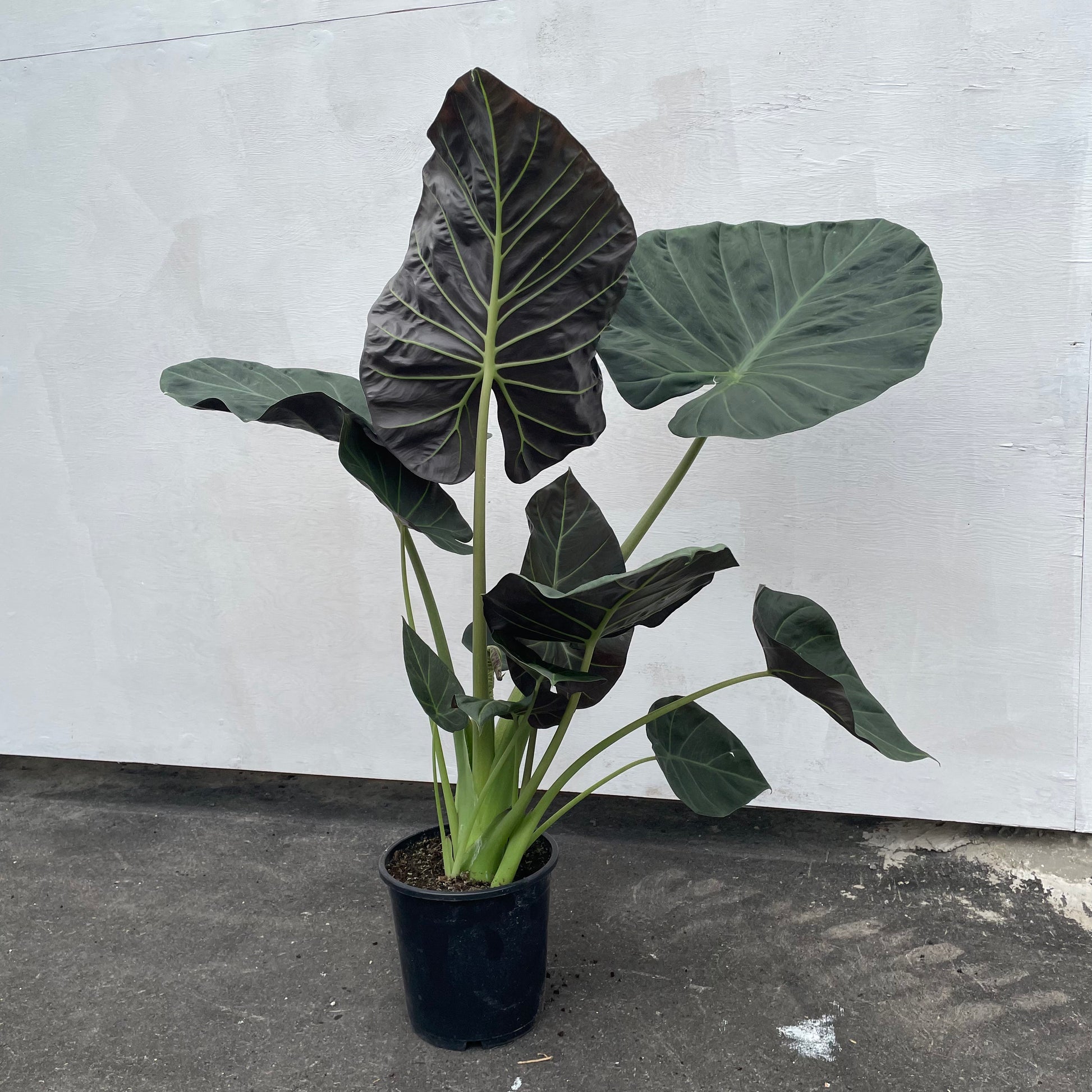 Regal Shield, Elephant Ear, Taro (Alocasia) in a 8 inch pot. Indoor plant for sale by Promise Supply for delivery and pickup in Toronto