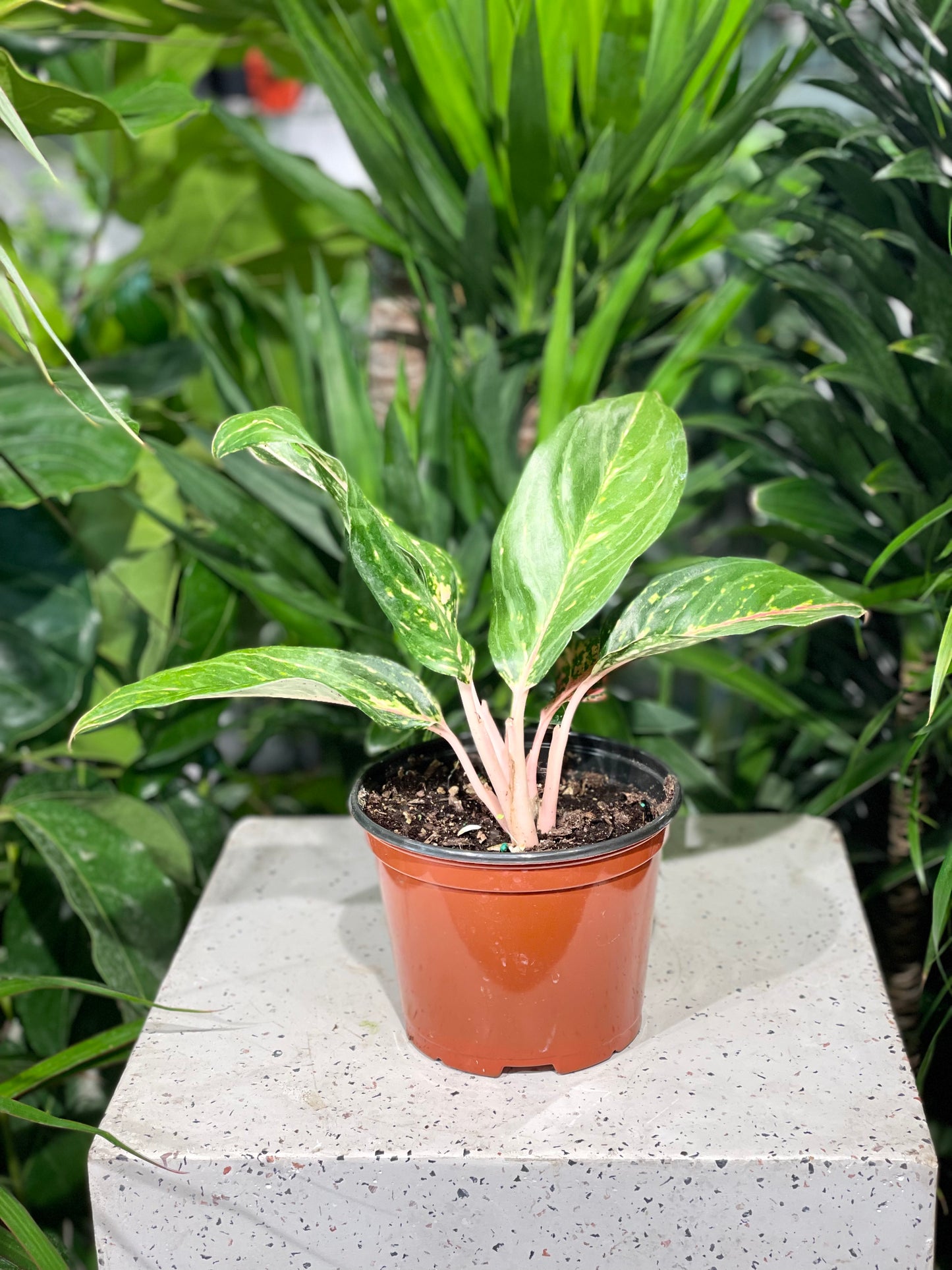 Chinese evergreen, Philippine evergreen (Aglaonema) in a 6 inch pot. Indoor plant for sale by Promise Supply for delivery and pickup in Toronto