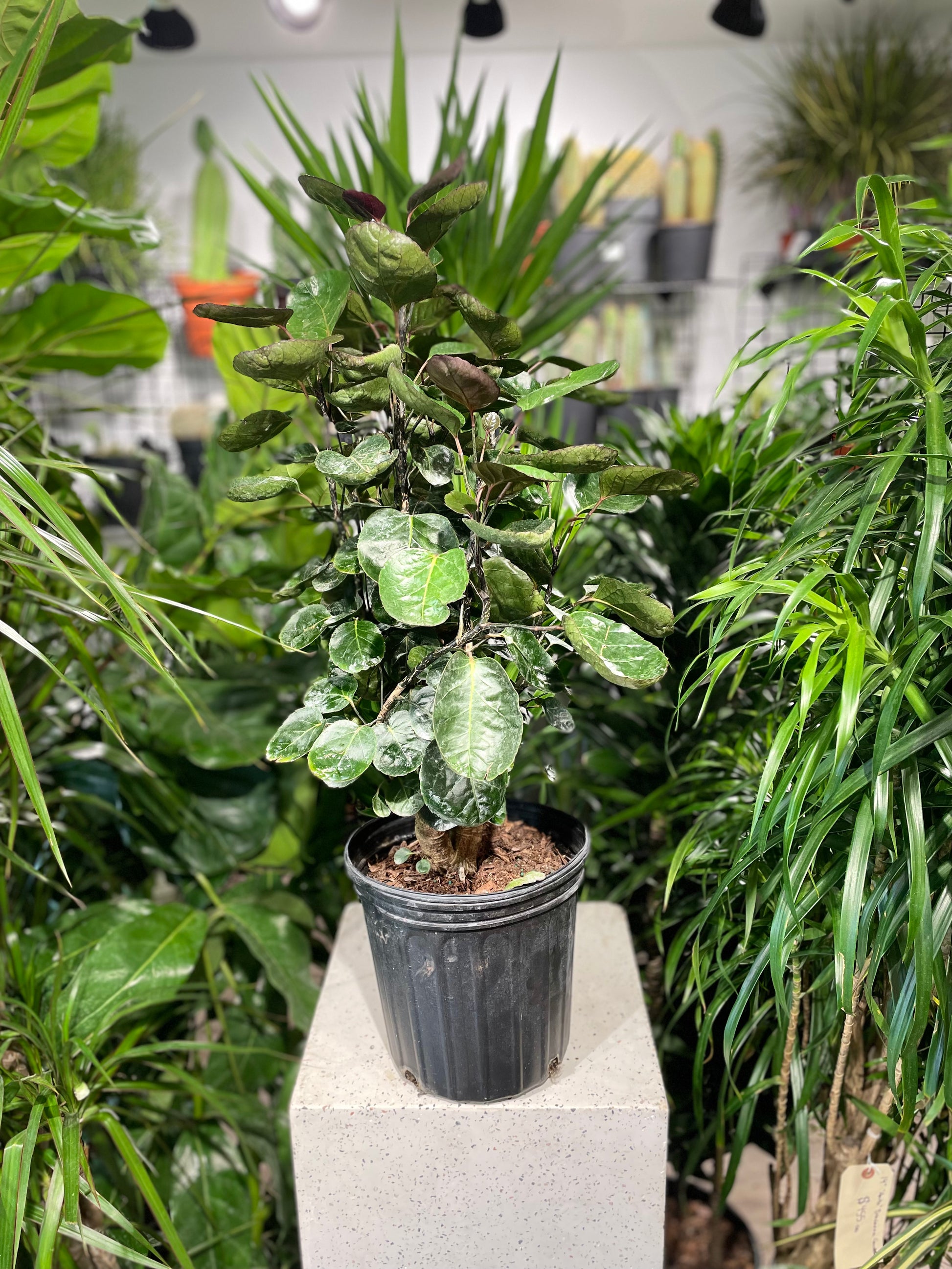 Balfour Aralia, Dinner Plate Plant (Polyscias scutellaria) in a 8 inch pot. Indoor plant for sale by Promise Supply for delivery and pickup in Toronto