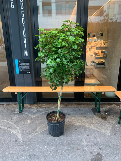 Chicken Gizzard Aralia (Polyscias scutellaria) in a 5 inch pot. Indoor plant for sale by Promise Supply for delivery and pickup in Toronto