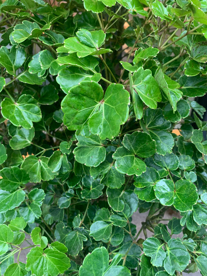 Chicken Gizzard Aralia (Polyscias crispatum) in a 12 inch pot. Indoor plant for sale by Promise Supply for delivery and pickup in Toronto