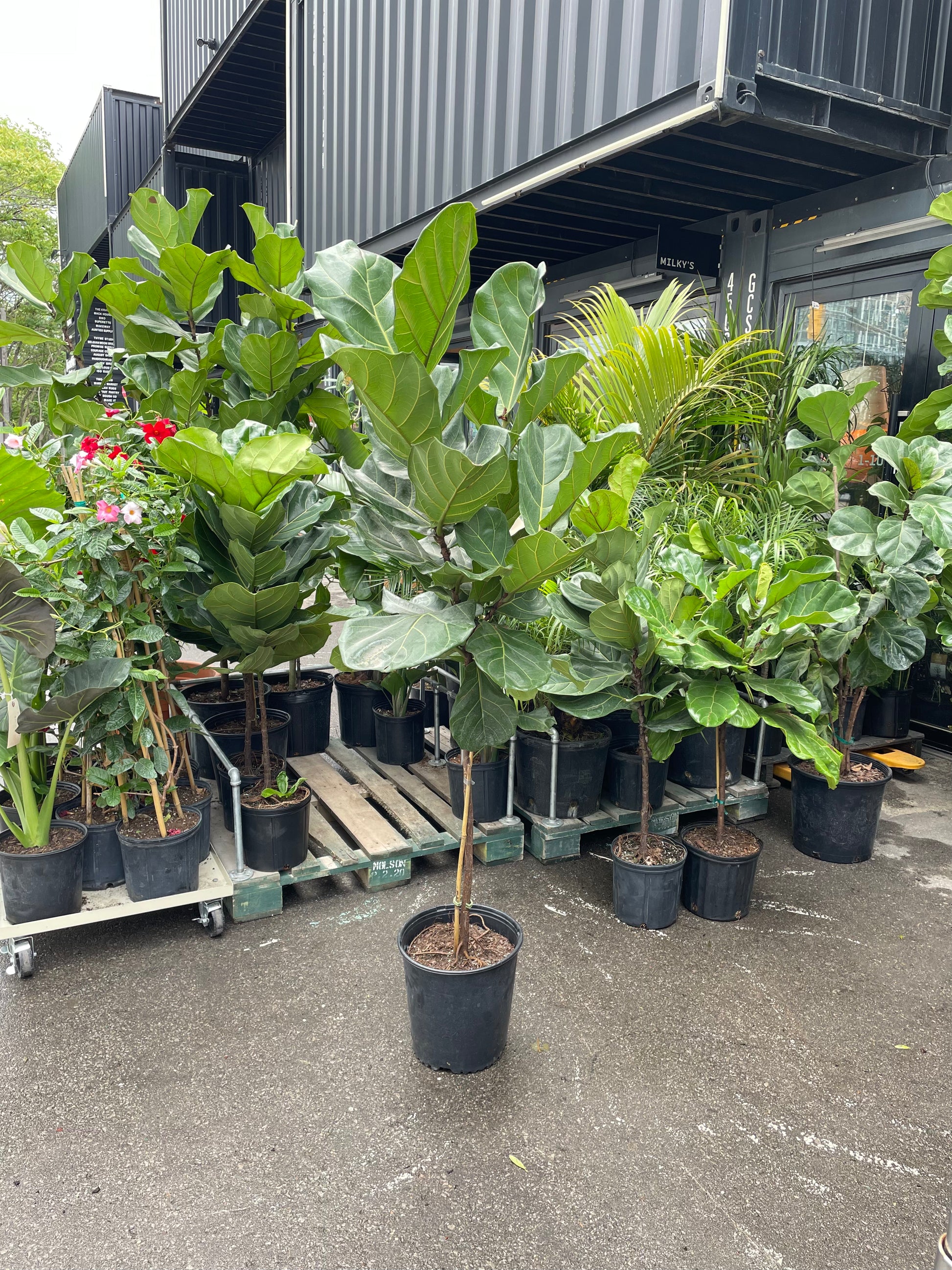 The Fiddle Leaf Fig, Banjo Fig, Fig Tree (Ficus lyrata) in a 12 inch pot. Indoor plant for sale by Promise Supply for delivery and pickup in Toronto