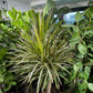 Braided Dragon Tree (Dracaena marginata 'Bicolour') in a 10 inch pot. Indoor plant for sale by Promise Supply for delivery and pickup in Toronto