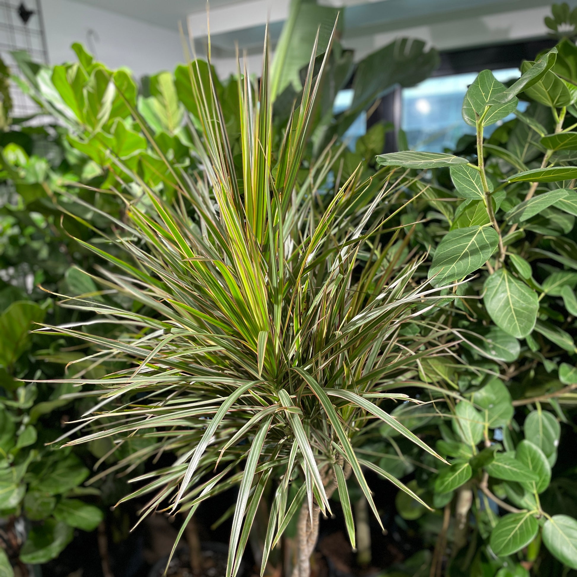 dracaena bicolour Braided Bicolour Dragon Tree - 10" Pot