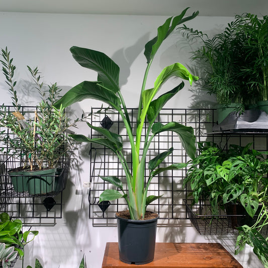 White Bird of Paradise, Banana Leaf Plant, Banana Tree (Strelitzia nicolai) in a 2 inch pot. Indoor plant for sale by Promise Supply for delivery and pickup in Toronto