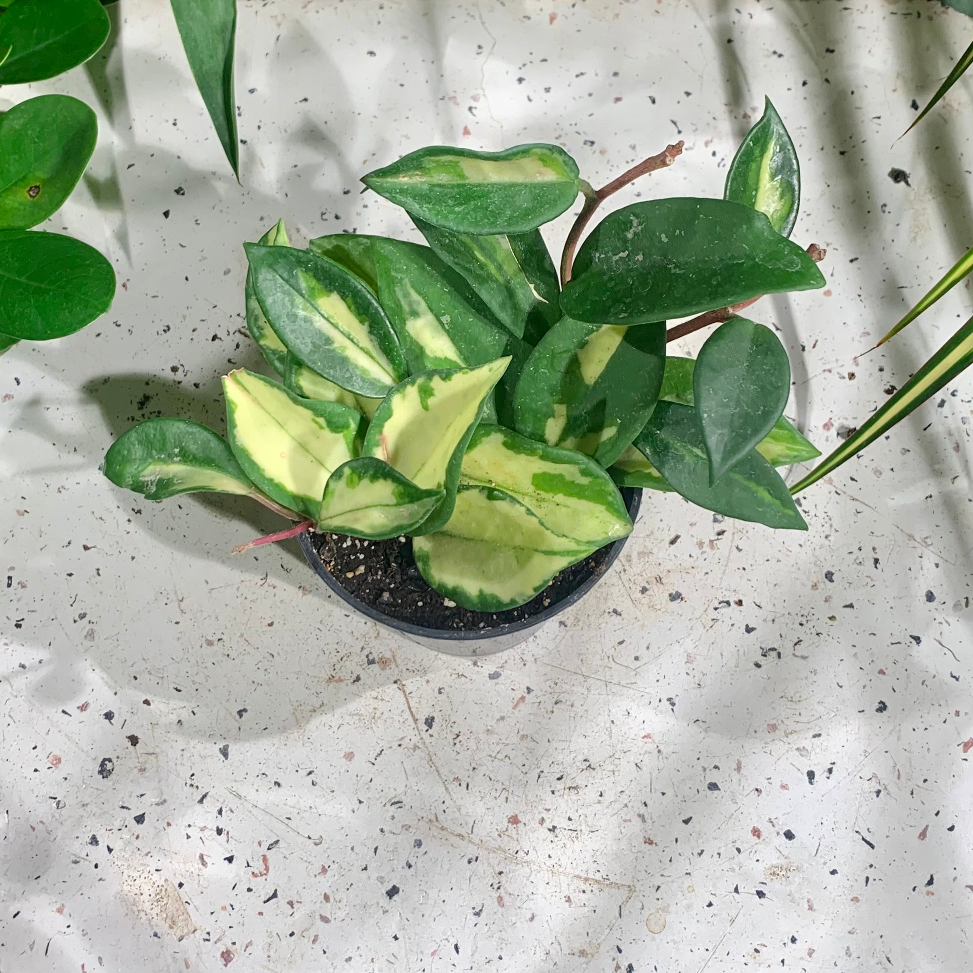 Variegated Wax Plant (Hoya carnosa 'Crimson Princess') in a 4 inch pot. Indoor plant for sale by Promise Supply for delivery and pickup in Toronto