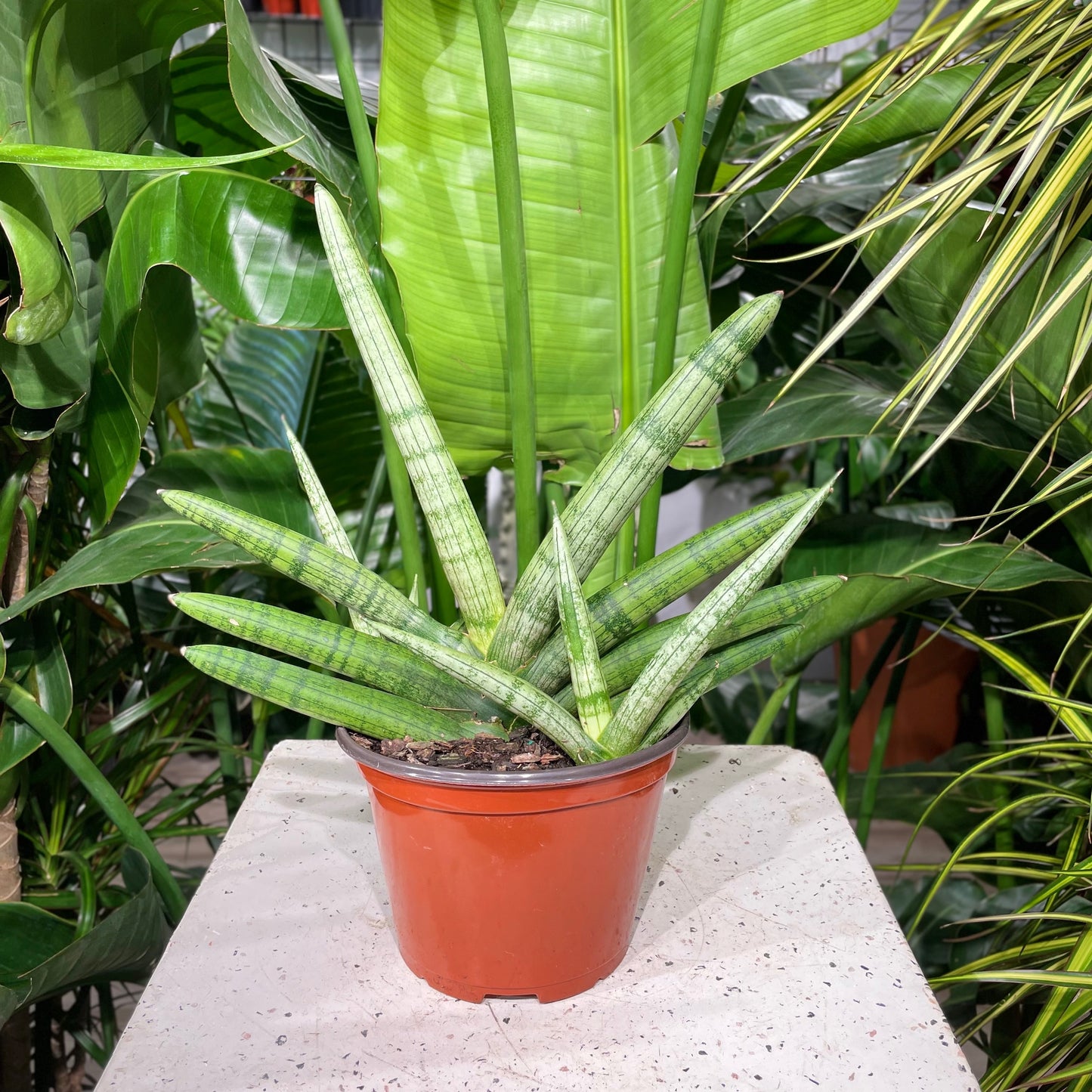 Snake Plant (Sansevieria cylindrica) in a 6 inch pot. Indoor plant for sale by Promise Supply for delivery and pickup in Toronto