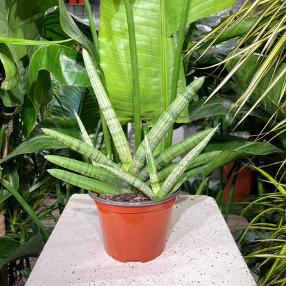 Starfish Snake Plant: Sansevieria cylindrica 'Boncel' - 6 inch pot — indoor plant — indoor plant for sale by Promise Supply for delivery and pickup in Toronto.