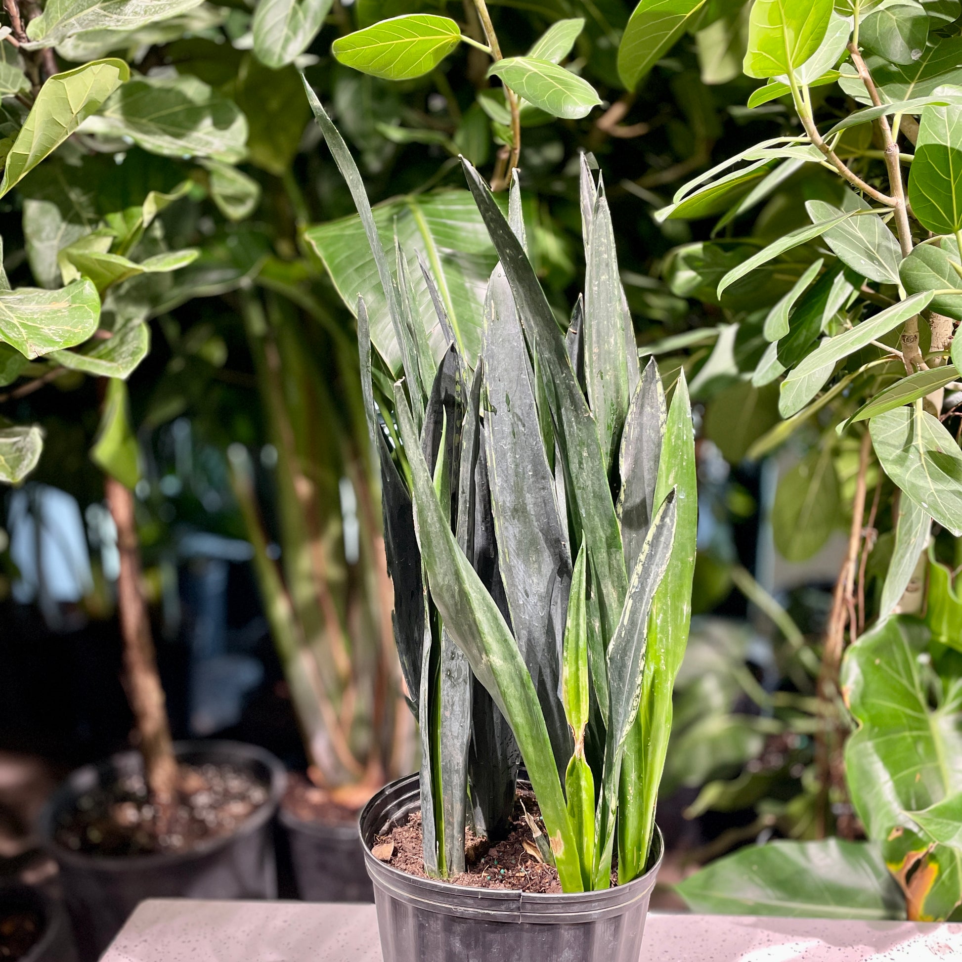 Snake Plant, Mother in Law's Tongue, Viper's Bowstring Hemp (Sansevieria trifasciata) in a 10 inch pot. Indoor plant for sale by Promise Supply for delivery and pickup in Toronto