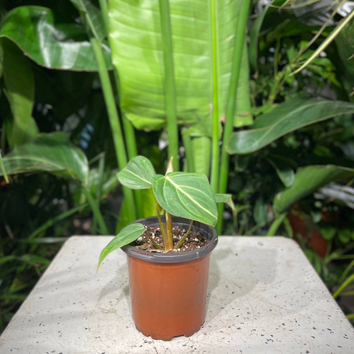 Philo gloriosum (Philodendron micans) in a 4 inch pot. Indoor plant for sale by Promise Supply for delivery and pickup in Toronto