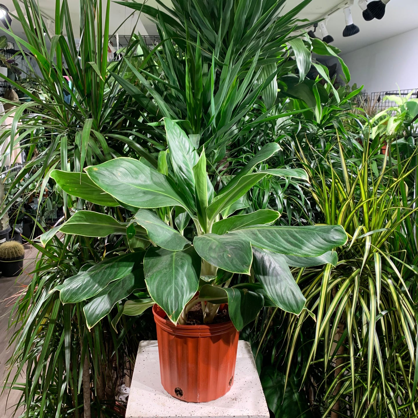 Chinese Evergreen (Aglaonema 'White Edge') in a 10 inch pot. Indoor plant for sale by Promise Supply for delivery and pickup in Toronto
