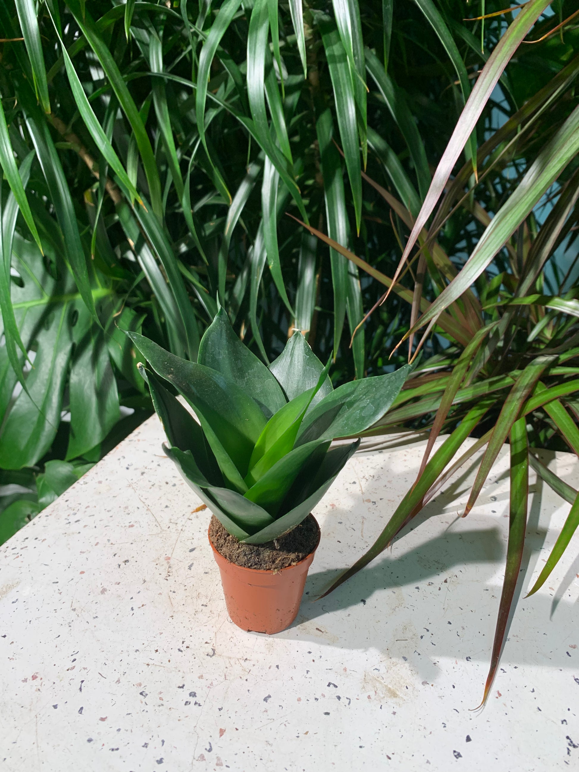 Black Gold Birds Nest Snake Plant (Sansevieria hahnii) in a 2 inch pot. Indoor plant for sale by Promise Supply for delivery and pickup in Toronto