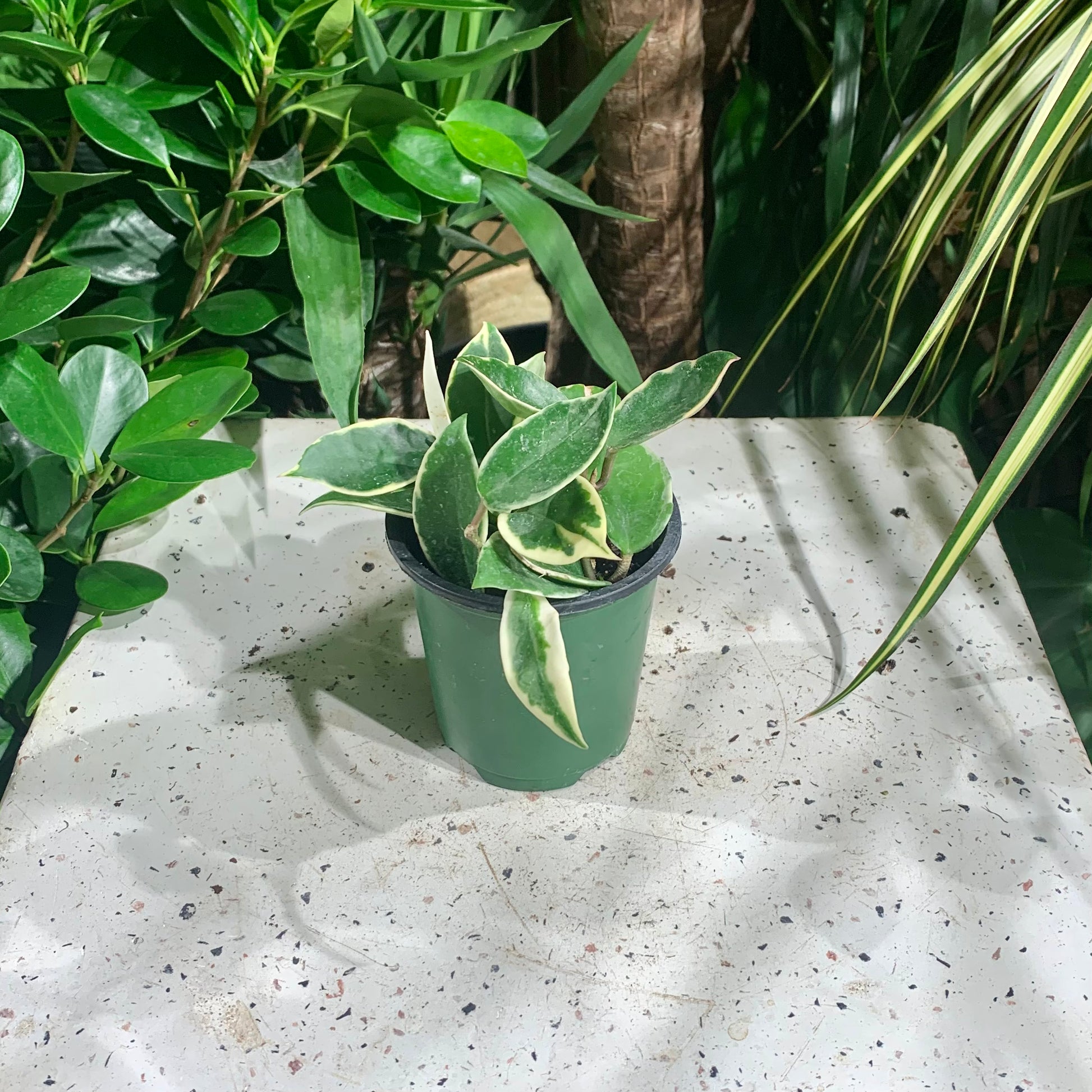 wax leaf indoor plant Krimson Queen Wax Plant: Hoya - 4" Pot