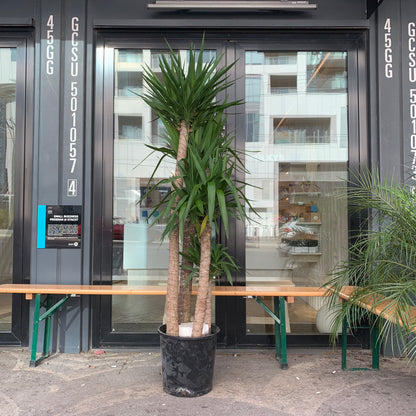 Yucca (Yucca gigantea) in a 14 inch pot. Indoor plant for sale by Promise Supply for delivery and pickup in Toronto