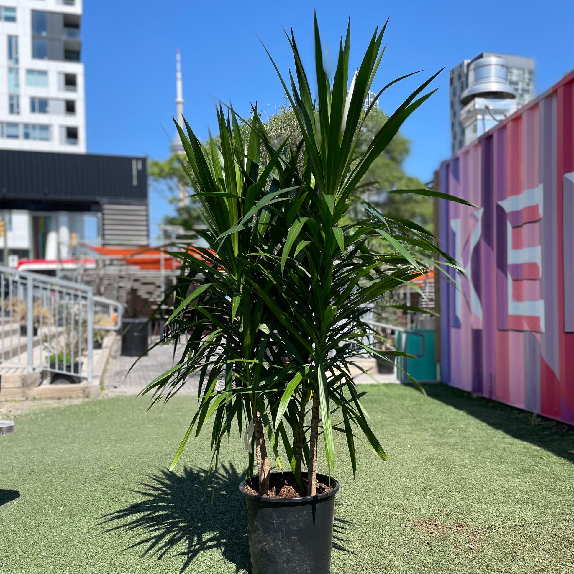 Madagascar Dragon tree, Dragon Tree, Tarzan Dragon Tree (Dracaena marginata) in a 14 inch pot. Indoor plant for sale by Promise Supply for delivery and pickup in Toronto