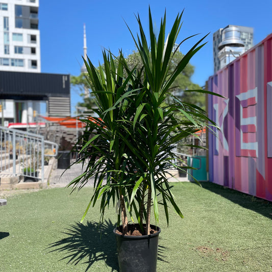 Madagascar Dragon tree, Dragon Tree, Tarzan Dragon Tree (Dracaena marginata) in a 14 inch pot. Indoor plant for sale by Promise Supply for delivery and pickup in Toronto