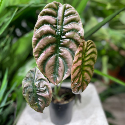 Red Secret Elephant Ear: Alocasia cuprea - 5 inch pot — indoor plant — indoor plant for sale by Promise Supply for delivery and pickup in Toronto.