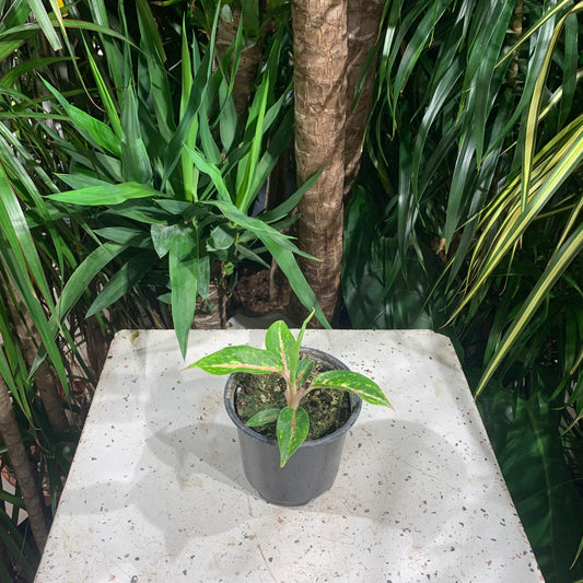 Chinese evergreen, Philippine evergreen (Aglaonema) in a 4 inch pot. Indoor plant for sale by Promise Supply for delivery and pickup in Toronto