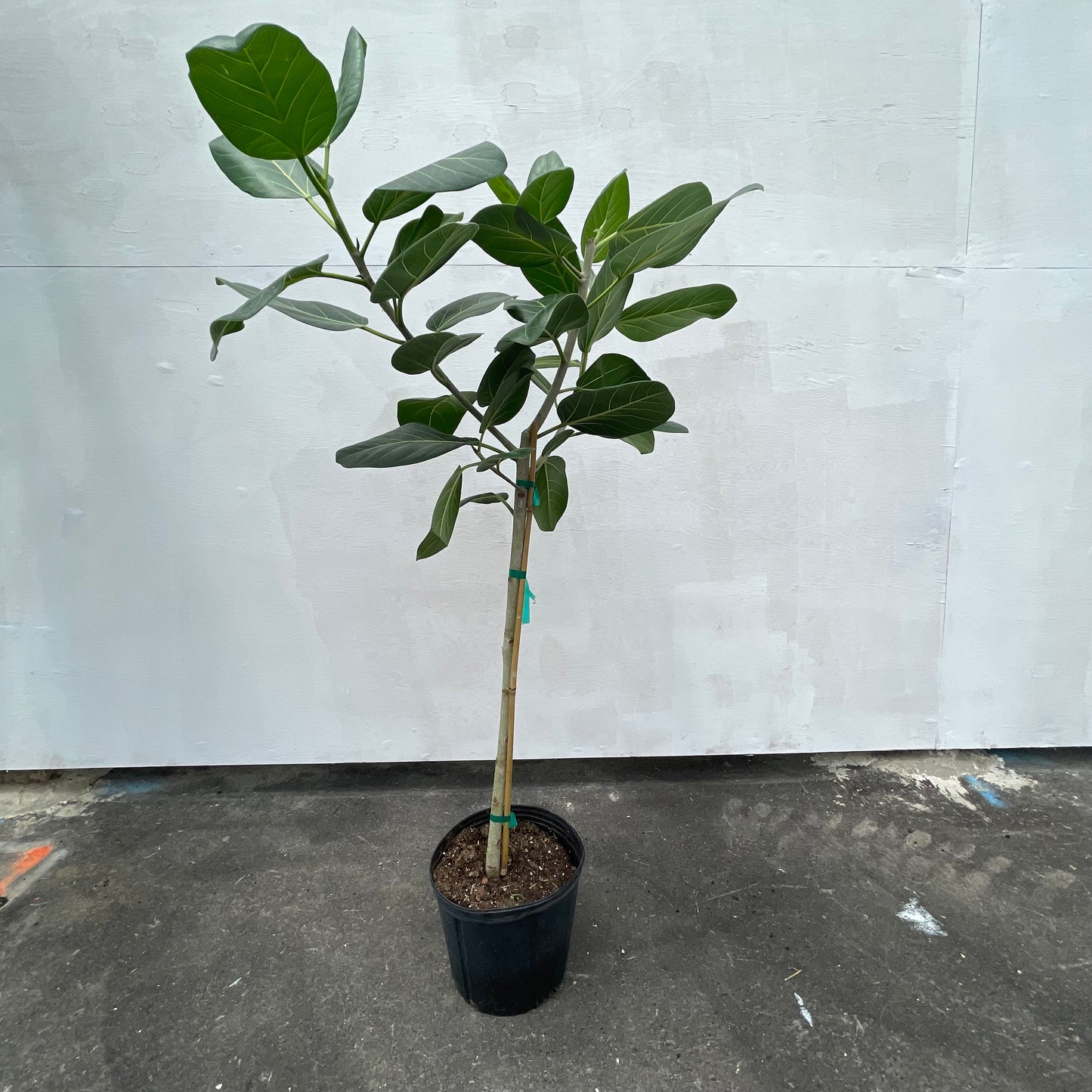 Ficus Audrey (Ficus benghalensis) in a 10 inch pot. Indoor plant for sale by Promise Supply for delivery and pickup in Toronto