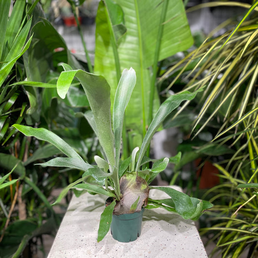Staghorn Fern (Platycerium bifurcatum) in a 4 inch pot. Indoor plant for sale by Promise Supply for delivery and pickup in Toronto
