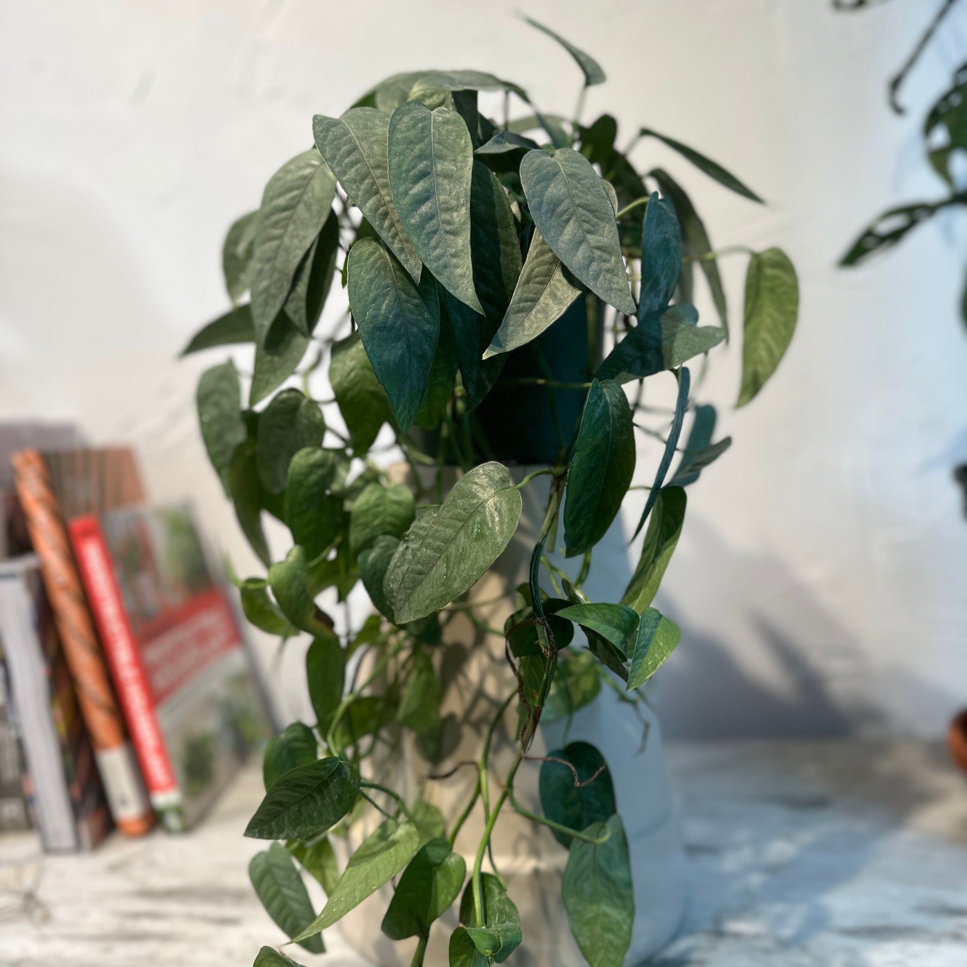 Pothos, Devil's Ivy, Money Plant, Money Vine (Epipremnum pinnatum) in a 6 inch pot. Indoor plant for sale by Promise Supply for delivery and pickup in Toronto