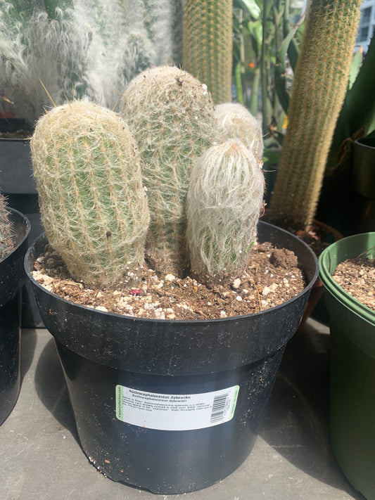 Old Man Cactus (Cephalocereus senilis) in a 8 inch pot. Indoor plant for sale by Promise Supply for delivery and pickup in Toronto