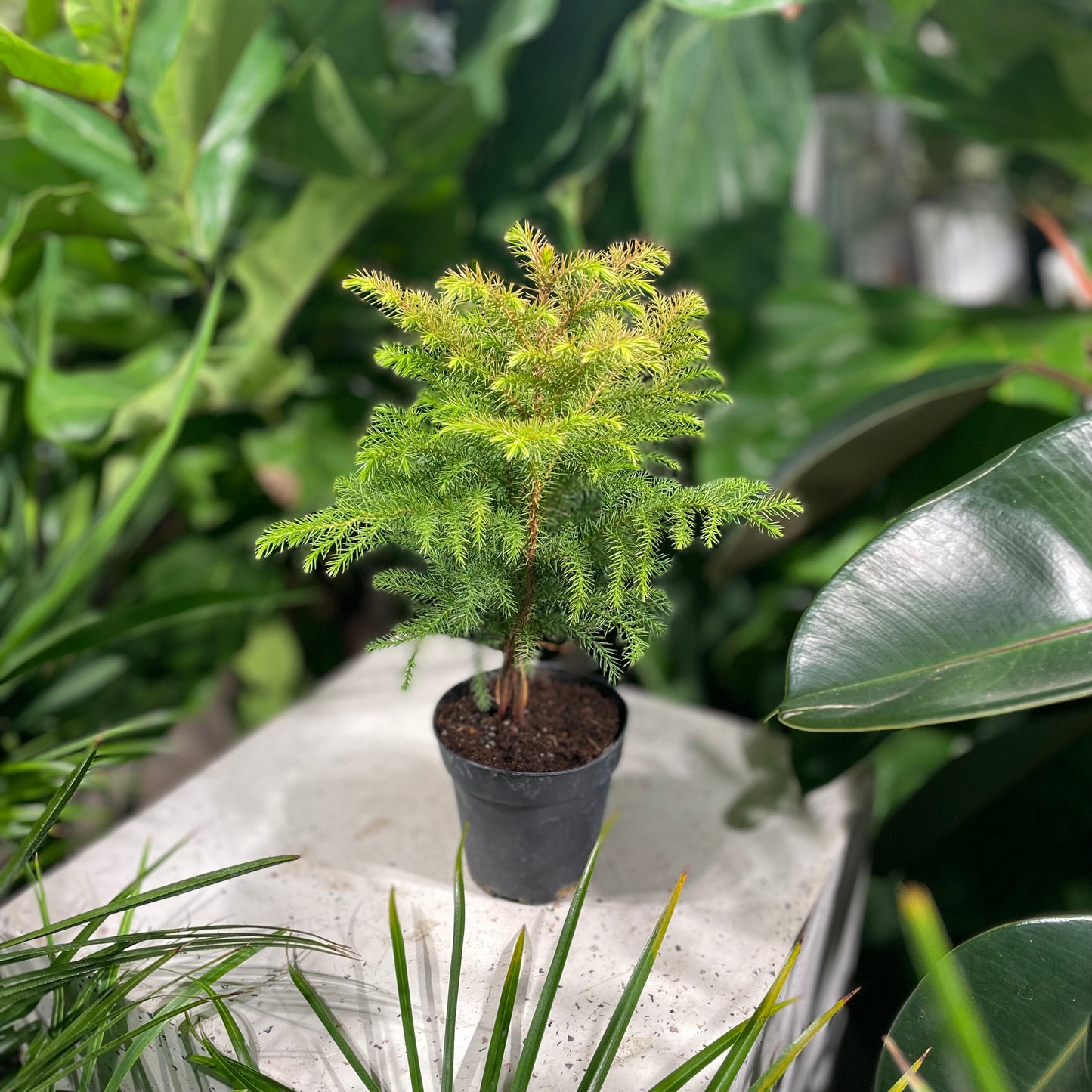 Norfolk Island Pine (Araucaria heterophylla) in a 4 inch pot. Indoor plant for sale by Promise Supply for delivery and pickup in Toronto