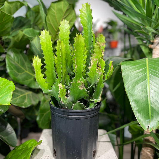 Candelabra Cactus (Euphorbia lactea) in a 10 inch pot. Indoor plant for sale by Promise Supply for delivery and pickup in Toronto