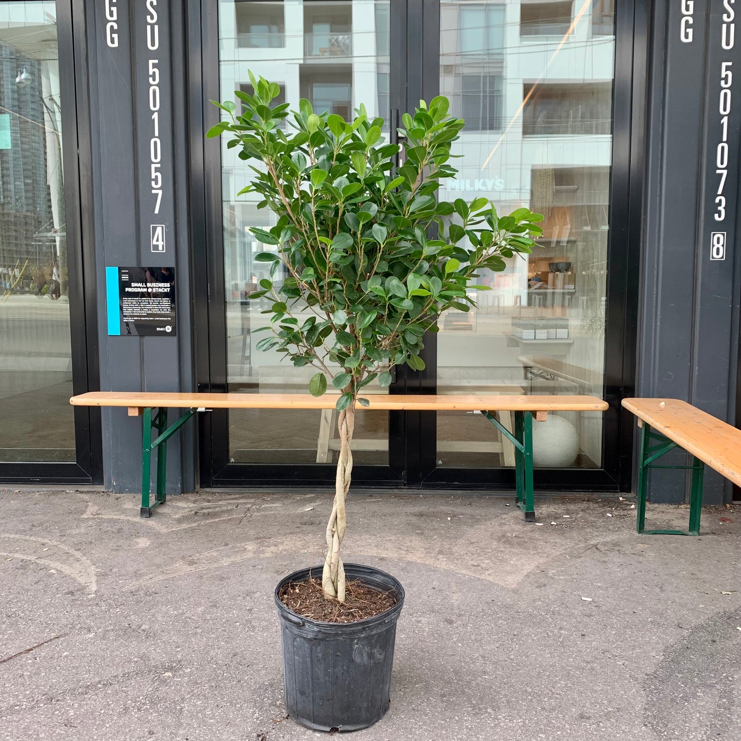 Moclame Ficus Tree (Ficus microcarpa) in a 12 inch pot. Indoor plant for sale by Promise Supply for delivery and pickup in Toronto