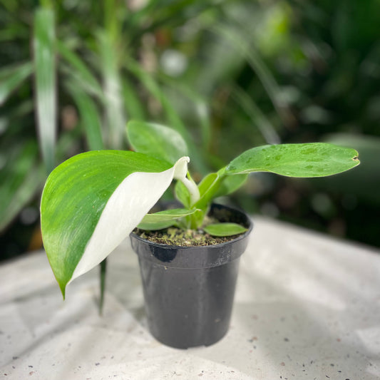  (Philodendron) in a 4 inch pot. Indoor plant for sale by Promise Supply for delivery and pickup in Toronto