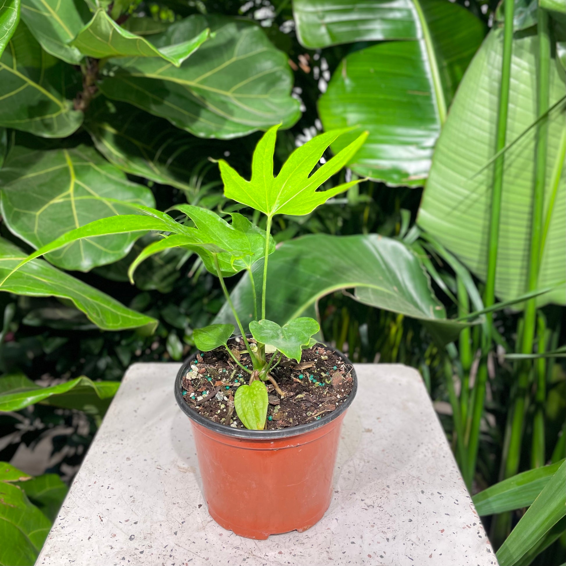 Fingers Anthurium (Anthurium pedatoradiatum) in a 6 inch pot. Indoor plant for sale by Promise Supply for delivery and pickup in Toronto