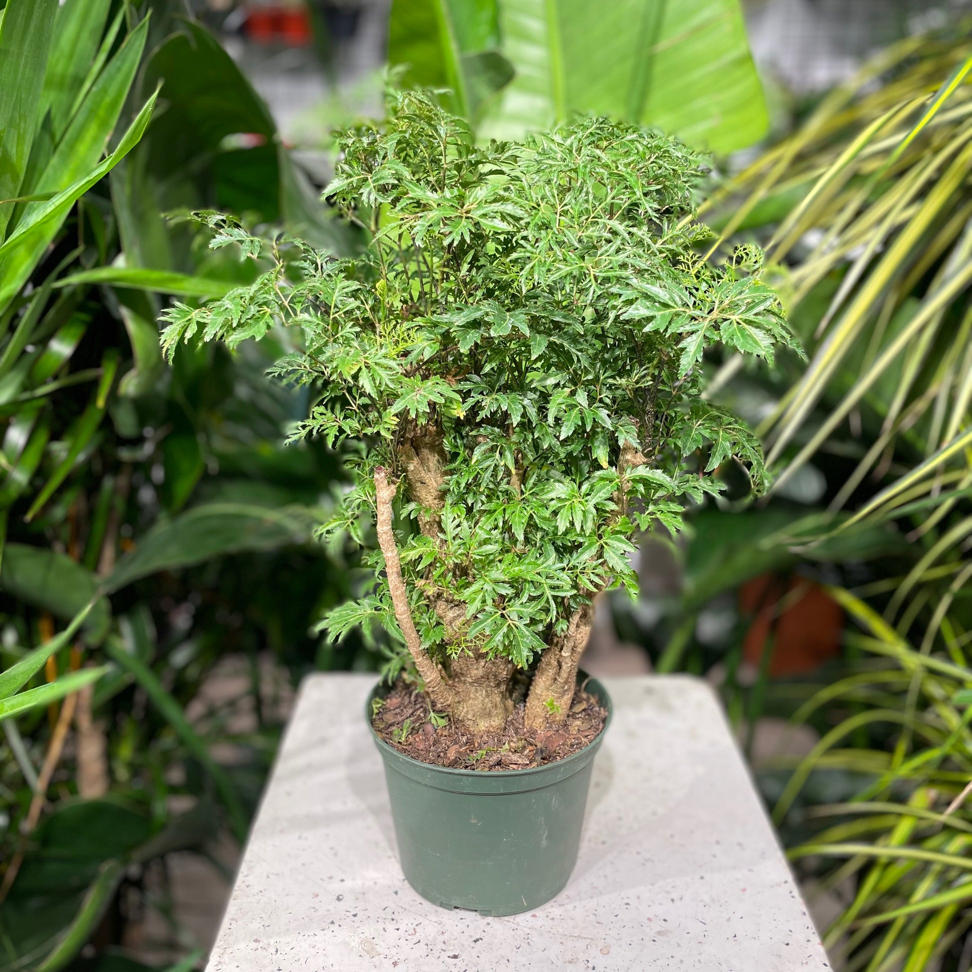 Ming Aralia (Polyscias fruticosa) in a 6 inch pot. Indoor plant for sale by Promise Supply for delivery and pickup in Toronto
