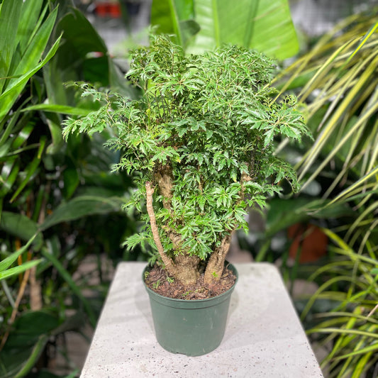 Ming Aralia (Polyscias fruticosa) in a 6 inch pot. Indoor plant for sale by Promise Supply for delivery and pickup in Toronto