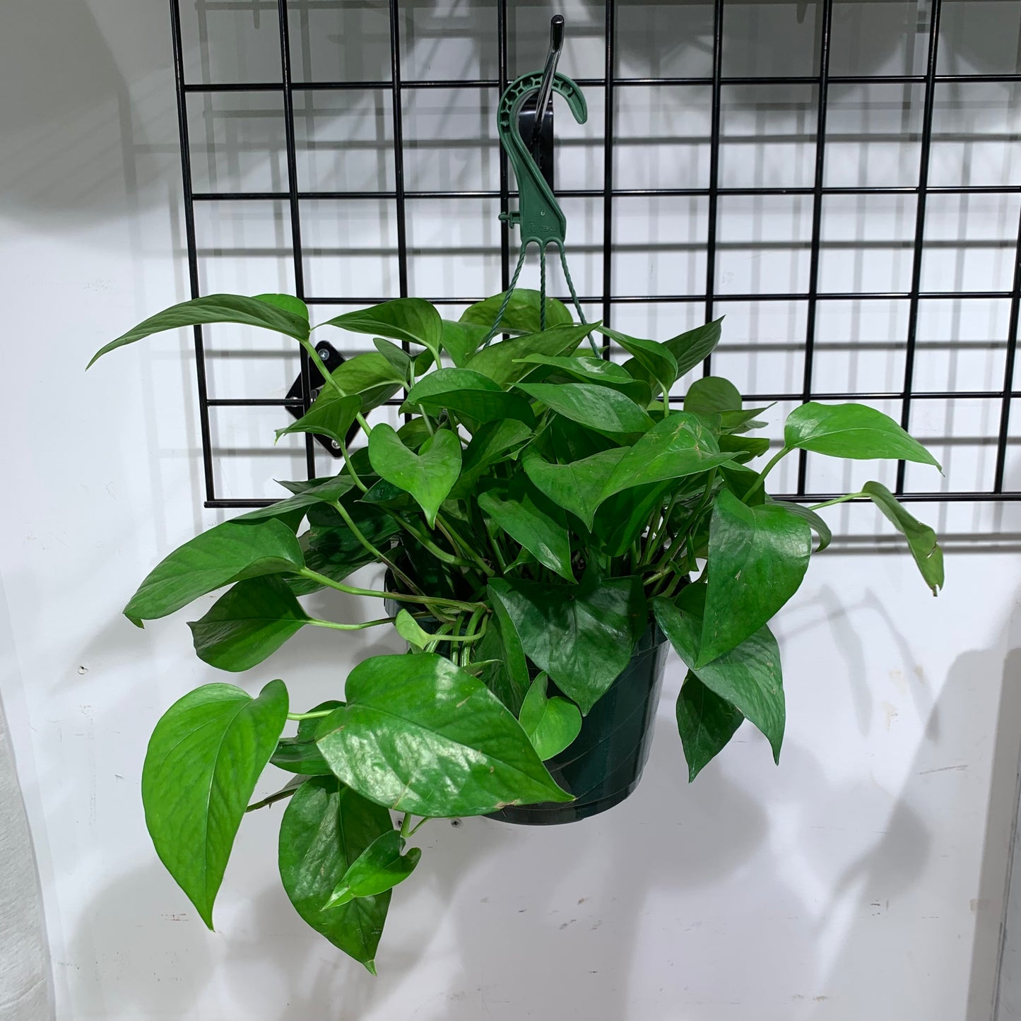 Pothos, Devil's Ivy, Money Plant, Money Vine (Epipremnum aureum) in a 8 inch pot. Indoor plant for sale by Promise Supply for delivery and pickup in Toronto