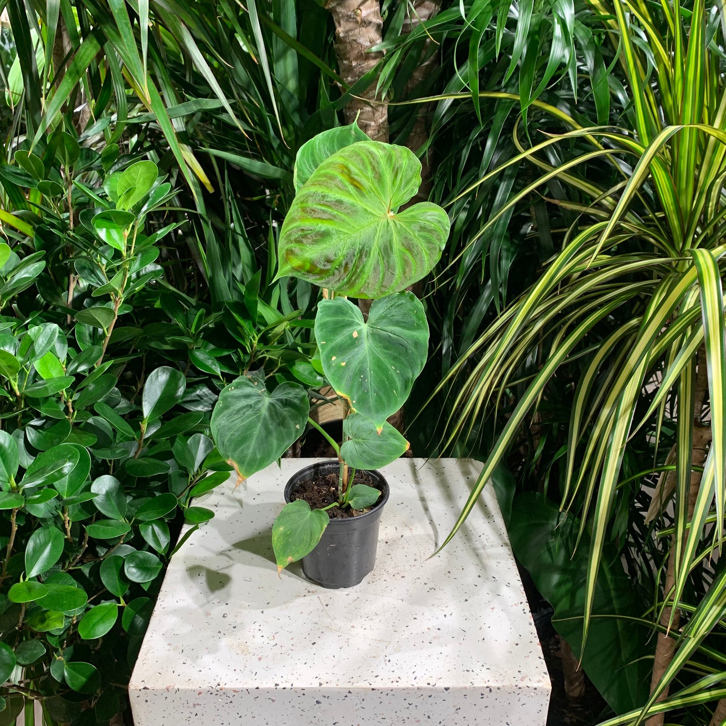 Philodendron verrucosum (Philodendron cordatum) in a 4 inch pot. Indoor plant for sale by Promise Supply for delivery and pickup in Toronto
